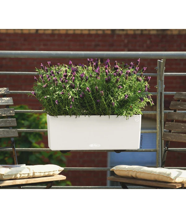 LECHUZA® Kunststoff-Kasten Balconera Color, Rechteckig 4 LECHUZA® Kunststoff-Kasten Balconera Color, Rechteckig – Bild 2