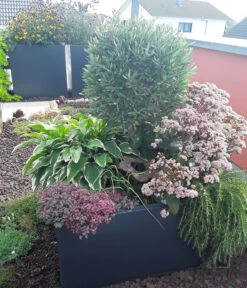 Palatino Metall-Pflanzgefäß Lotte 9 Palatino Metall-Pflanzgefäß Lotte -Biohort || Compo || Elho Verkäufe 2015295 WE MO 001 PalatinoPflanzkastenLotte80Anthrazit