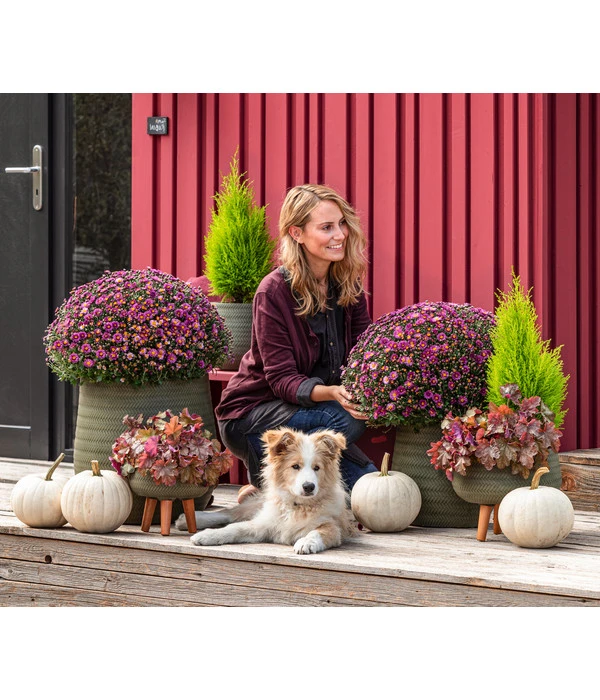 Purpurglöckchen 'Boysenberry' 4 Purpurglöckchen 'Boysenberry' – Bild 2