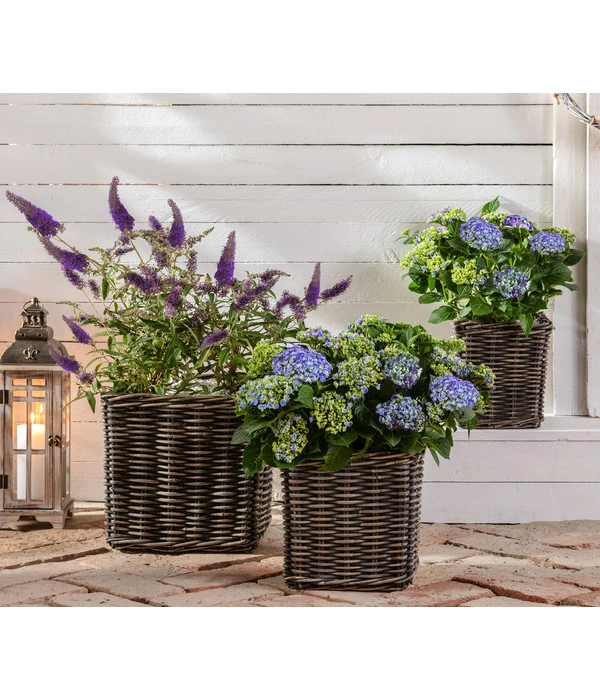 Sommerflieder 'Black Knight' 5 Sommerflieder 'Black Knight' – Bild 3