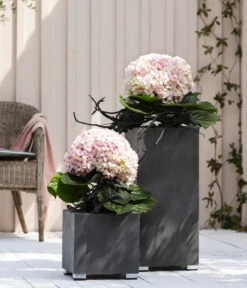 Bauern-Hortensie 'Avantgarde' 10 Bauern-Hortensie 'Avantgarde' -Biohort || Compo || Elho Verkäufe 20210415 WE MO 001 HortensieAvantgarde BL08 2022 01