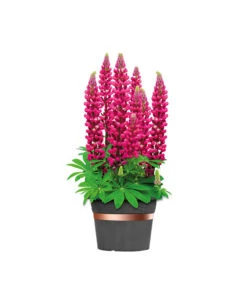 Dehner Bio Schneckenband Kupfer, 5 M 8 Dehner Bio Schneckenband Kupfer, 5 M -Biohort || Compo || Elho Verkäufe 2536555 WE FS 002 DehnerSchneckenbandKupfer