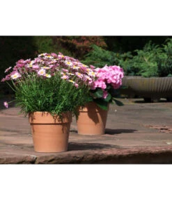 Spang Terrakotta-Pflanzgefäß Calima -Biohort || Compo || Elho Verkäufe 2919595 2919652 2919694 2919736 2919835 2919843 WE MO 001 TerrakottaTopfCalima