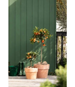 Spang Terrakotta-Pflanzgefäß Calima -Biohort || Compo || Elho Verkäufe 2919595 2919652 2919694 2919736 2919835 2919843 WE MO 003 TerrakottaTopfCalima