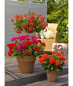 Spang Terrakotta-Pflanzgefäß Calima -Biohort || Compo || Elho Verkäufe 2919595 2919652 2919694 2919736 2919835 2919843 WE MO 004 TerrakottaTopfCalima