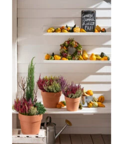 Spang Terrakotta-Pflanzgefäß Calima -Biohort || Compo || Elho Verkäufe 2919595 2919843 2919736 2919694 2919835 2919652 WE MO 012 TerrakottaPflanzgefaessCalima