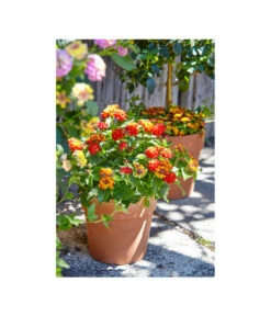 Spang Terrakotta-Pflanzgefäß Calima -Biohort || Compo || Elho Verkäufe 2919652 2919694 2919595 2919843 2919736 2919835 WE MO 006 CalimaTerra