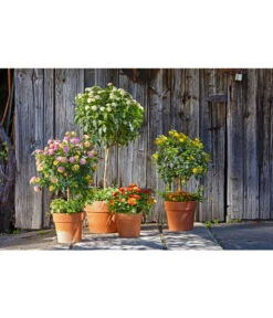 Spang Terrakotta-Pflanzgefäß Calima -Biohort || Compo || Elho Verkäufe 2919652 2919694 2919595 2919843 2919736 2919835 WE MO 008 CalimaTerra