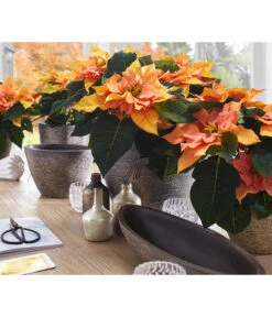 Dehner Keramik-Übertopf Kenia, Konisch, Braun -Biohort || Compo || Elho Verkäufe 2938934 WE MO 001 UebertopfKeniaBraun