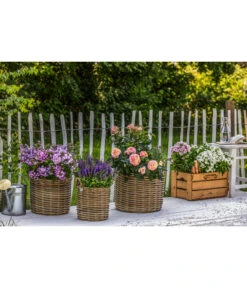 Naturzaun Haselnuss, Ca. 5 M 8 Naturzaun Haselnuss, Ca. 5 M -Biohort || Compo || Elho Verkäufe 3003936 WE MO 002 NaturzaunHaselnuss 5m