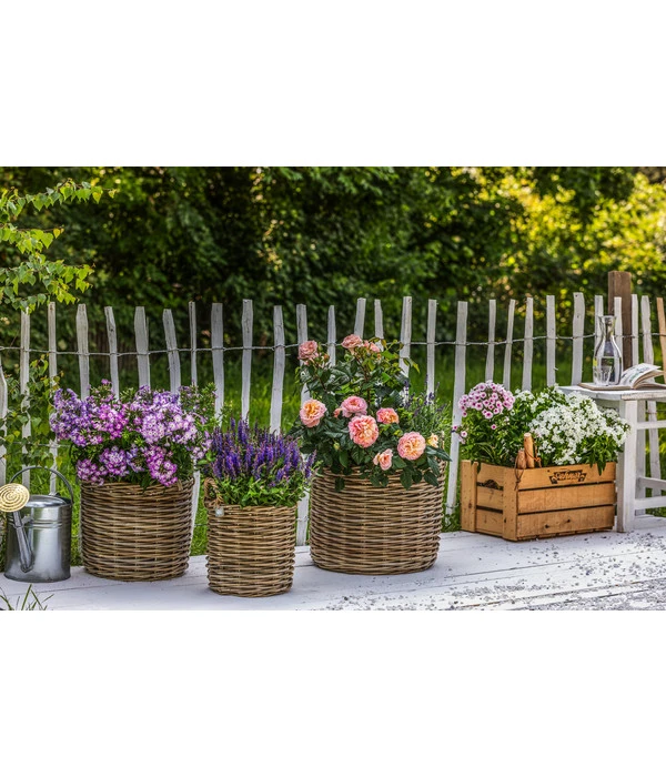 Naturzaun Haselnuss, Ca. 5 M 5 Naturzaun Haselnuss, Ca. 5 M – Bild 3