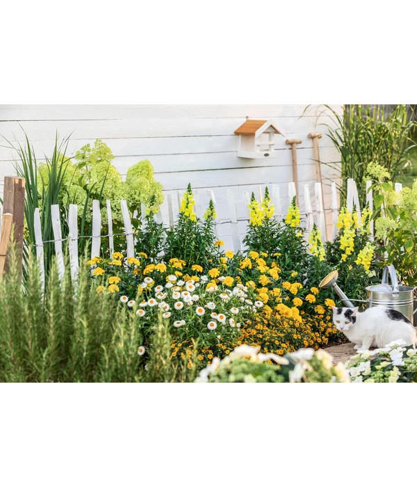 Naturzaun Haselnuss, Ca. 5 M 4 Naturzaun Haselnuss, Ca. 5 M – Bild 2