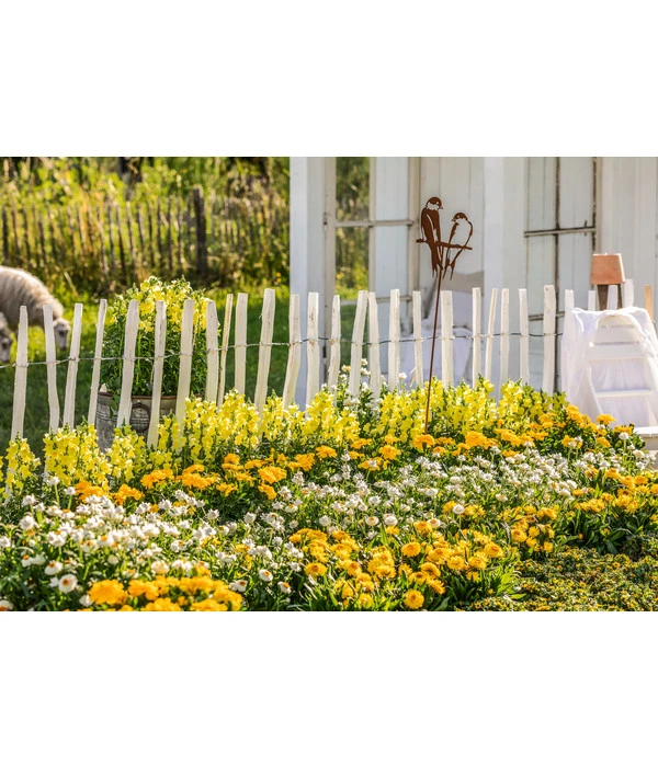 Naturzaun Haselnuss, Ca. 5 M 6 Naturzaun Haselnuss, Ca. 5 M – Bild 4