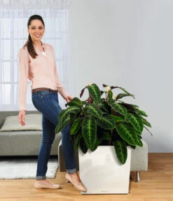 LECHUZA® Rolluntersetzer Für CLASSICO/QUADRO -Biohort || Compo || Elho Verkäufe 3179538 WE MO 005 CubePremiumWeissRolluntersetzer 3468089