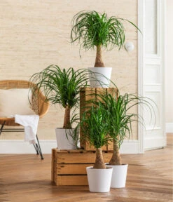 Dehner Keramik-Übertopf Basic, Rund -Biohort || Compo || Elho Verkäufe 3231412 WE MO 001 TopfBasicWeiss