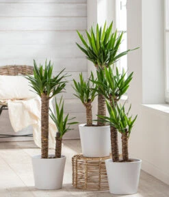 Dehner Keramik-Übertopf Basic, Rund -Biohort || Compo || Elho Verkäufe 3231560 WE MO 001 TopfBasicWeiss