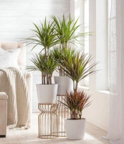 Dehner Keramik-Übertopf Basic, Rund -Biohort || Compo || Elho Verkäufe 3231560 WE MO 002 TopfBasicWeiss