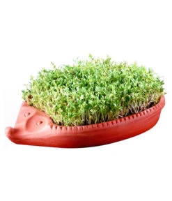Römertopf Kresseigel Mit Kresse-Saatgut -Biohort || Compo || Elho Verkäufe 349993 BildM 001 RoemertopfKresseigelMitKresseSaatgutKresseIgel1SamenTerra