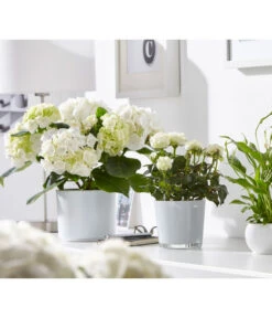 Dehner Glas-Übertopf Conner, Rund 9 Dehner Glas-Übertopf Conner, Rund -Biohort || Compo || Elho Verkäufe 3816527 WE MO 001 GlasTopfConnerWeissFotoshootingUveSauerFebruar2016