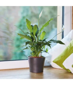 Seramis Pflanz-Granulat Für Zimmerpflanzen 11 Seramis Pflanz-Granulat Für Zimmerpflanzen -Biohort || Compo || Elho Verkäufe 394643 WE MO 004 SeramisPflanzgranulat 394650 394668 396721