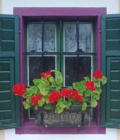 Roto Kunststoff-Pflanzkasten Planika, Rechteckig, Dunkelgrau, Ca. B49,5/H18,5/T20,5 Cm 7 Roto Kunststoff-Pflanzkasten Planika, Rechteckig, Dunkelgrau, Ca. B49,5/H18,5/T20,5 Cm -Biohort || Compo || Elho Verkäufe 4145769 WE MO 002 RotoKastenPlanika