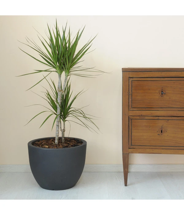 Farmet Kunststoff-Topf-Set Orione, Rund, Anthrazit, 2-teilig 4 Farmet Kunststoff-Topf-Set Orione, Rund, Anthrazit, 2-teilig – Bild 2