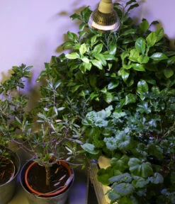 Venso LED-Pflanzenlampe Winter, 18 W -Biohort || Compo || Elho Verkäufe 4179461 WE MO 001 PflanzenlampeWinter18W4