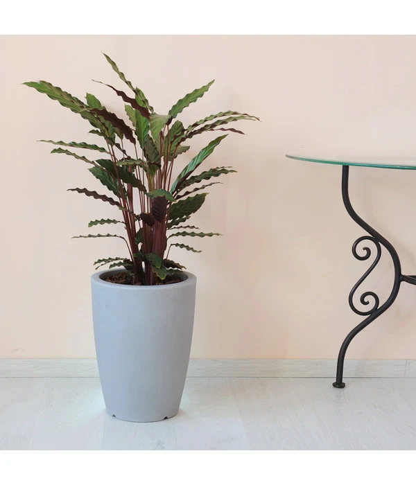 Farmet Kunststoff-Pflanzkübel Hydra 4 Farmet Kunststoff-Pflanzkübel Hydra – Bild 2