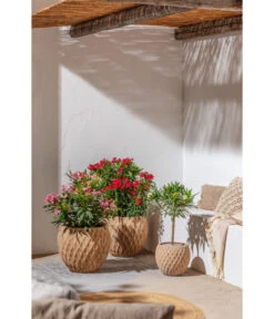 Dehner Terrakotta-Topf Imperia, Rund, Antik-terrakotta -Biohort || Compo || Elho Verkäufe 4272639 4272670 WE MO 004 DehnerTerrakottaTopf