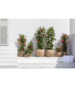 Dehner Terrakotta-Topf Imperia, Rund, Antik-terrakotta -Biohort || Compo || Elho Verkäufe 4272639 4272670 WE MO 005 DehnerTerrakottaTopf