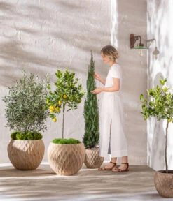 Dehner Terrakotta-Topf Imperia, Rund, Antik-terrakotta -Biohort || Compo || Elho Verkäufe 4272639 4272670 WE MO 006 DehnerTerrakottaTopf