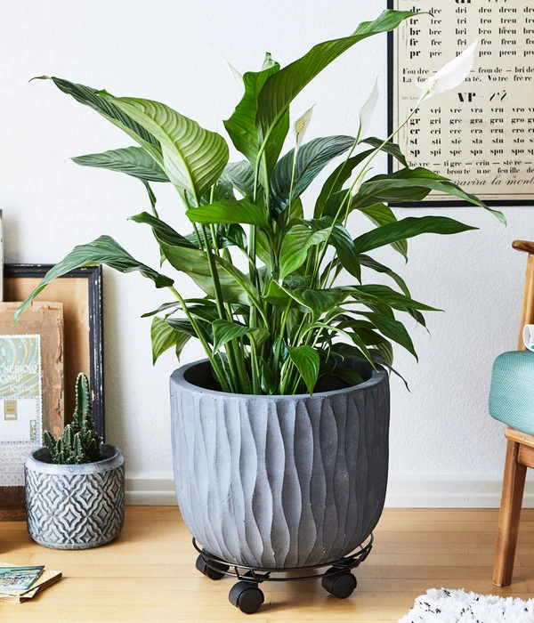 Wagner Pflanzenroller Draht, Ø 30 Cm, Schwarz 4 Wagner Pflanzenroller Draht, Ø 30 Cm, Schwarz – Bild 2