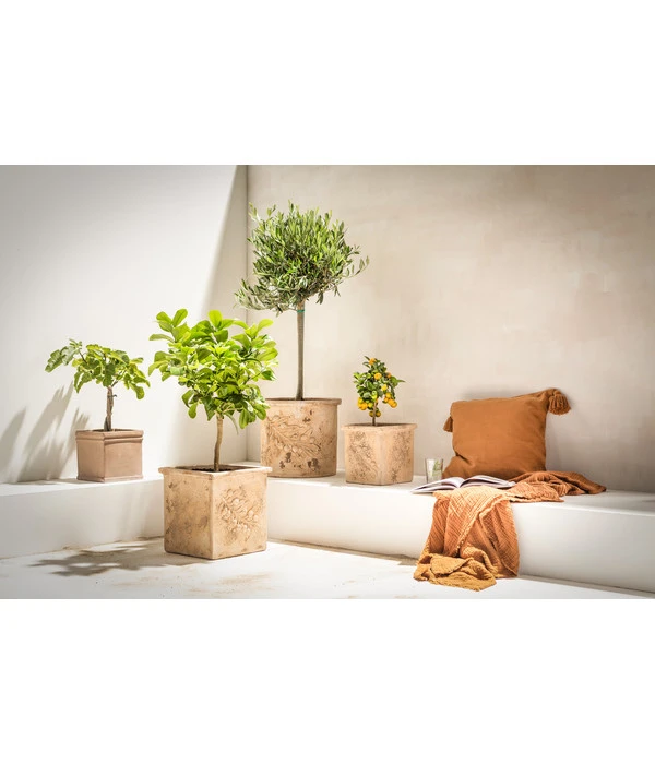 Dehner Terrakotta-Topf, Quadratisch, Terrakotta-antik 4 Dehner Terrakotta-Topf, Quadratisch, Terrakotta-antik – Bild 2