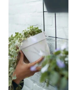 Elho Metall-Wandgitter Für Töpfe Loft Urban Green Wall Gestell, Ca. B47,3/H59/T1,5 Cm, Schwarz 34 Elho Metall-Wandgitter Für Töpfe Loft Urban Green Wall Gestell, Ca. B47,3/H59/T1,5 Cm, Schwarz -Biohort || Compo || Elho Verkäufe 4315917 4315677 WE MO 002 elhoMetallWandgitterWandhaengetopf