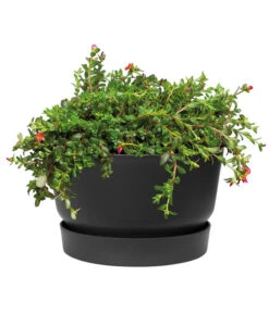 Elho Kunststoff-Schale Greenville, Ca. Ø33/H19,5 Cm 11 Elho Kunststoff-Schale Greenville, Ca. Ø33/H19,5 Cm -Biohort || Compo || Elho Verkäufe 4474292 WE DE 001 elhoKunststoffSchaleGreenville