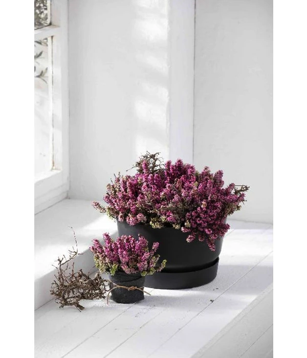 Elho Kunststoff-Schale Greenville, Ca. Ø33/H19,5 Cm 6 Elho Kunststoff-Schale Greenville, Ca. Ø33/H19,5 Cm – Bild 4