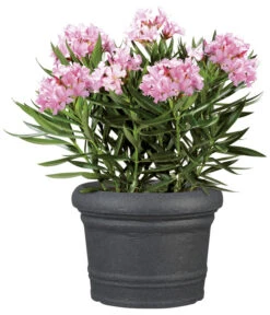 Scheurich Kunststoff-Topf Venice, Rund, Ca. Ø60/H44,5 Cm 11 Scheurich Kunststoff-Topf Venice, Rund, Ca. Ø60/H44,5 Cm -Biohort || Compo || Elho Verkäufe 4498416 WE FS 002 ScheurichKunststoffTopfVenicerund