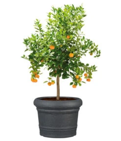 Scheurich Kunststoff-Topf Venice, Rund, Ca. Ø60/H44,5 Cm 12 Scheurich Kunststoff-Topf Venice, Rund, Ca. Ø60/H44,5 Cm -Biohort || Compo || Elho Verkäufe 4498416 WE FS 003 ScheurichKunststoffTopfVenicerund