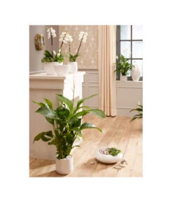 Dehner Keramik-Übertopf Lustrinado, Rund 7 Dehner Keramik-Übertopf Lustrinado, Rund -Biohort || Compo || Elho Verkäufe 5174586 PR MO 001 ExklusivSerieLustrinadoWeiss