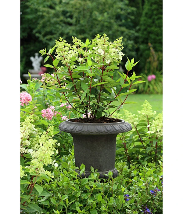 Dehner Leichtbeton-Pokal Clayfibre, Antik-schwarz, Ø 38 Cm 4 Dehner Leichtbeton-Pokal Clayfibre, Antik-schwarz, Ø 38 Cm – Bild 2