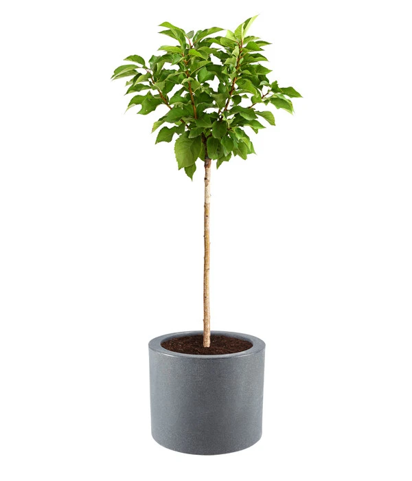 Dehner Kunststoff-Blumenkübel Palermo, Mit Rollen, Anthrazit, Ca. Ø40 Cm 3 Dehner Kunststoff-Blumenkübel Palermo, Mit Rollen, Anthrazit, Ca. Ø40 Cm – Bild 2