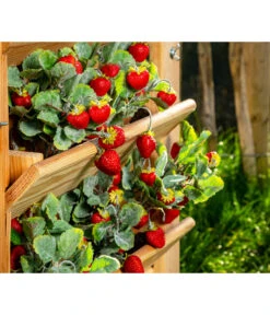 Westmann Hochbeet Premium -Biohort || Compo || Elho Verkäufe 6610786 WE FS 005 50NorthHochbeet done