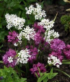 Dehner Blumenzwiebel 5 Monate Blütenpracht, 200 Stk. -Biohort || Compo || Elho Verkäufe 6617286 WE MO 002 DehnerBlumenzwiebel5MonateBlumenpaket