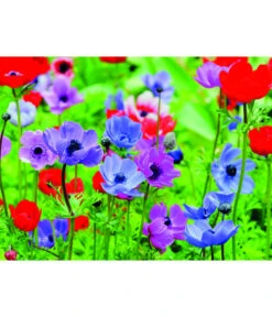 Dehner Blumenzwiebel 5 Monate Blütenpracht, 200 Stk. -Biohort || Compo || Elho Verkäufe 6617286 WE MO 003 DehnerBlumenzwiebel5MonateBlumenpaket