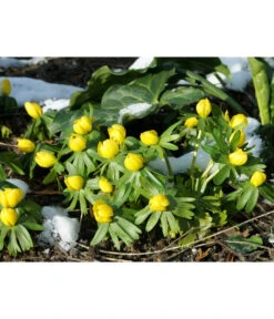 Dehner Blumenzwiebel 5 Monate Blütenpracht, 200 Stk. -Biohort || Compo || Elho Verkäufe 6617286 WE MO 004 DehnerBlumenzwiebel5MonateBlumenpaket