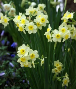 Dehner Blumenzwiebel 5 Monate Blütenpracht, 200 Stk. -Biohort || Compo || Elho Verkäufe 6617286 WE MO 005 DehnerBlumenzwiebel5MonateBlumenpaket