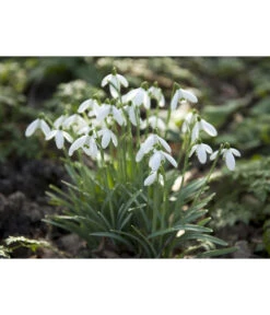 Dehner Blumenzwiebel 5 Monate Blütenpracht, 200 Stk. -Biohort || Compo || Elho Verkäufe 6617286 WE MO 006 DehnerBlumenzwiebel5MonateBlumenpaket