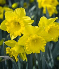 Dehner Blumenzwiebel 5 Monate Blütenpracht, 200 Stk. -Biohort || Compo || Elho Verkäufe 6617286 WE MO 007 DehnerBlumenzwiebel5MonateBlumenpaket