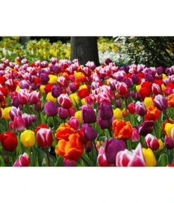 Dehner Blumenzwiebel 5 Monate Blütenpracht, 200 Stk. -Biohort || Compo || Elho Verkäufe 6617286 WE MO 010 DehnerBlumenzwiebel5MonateBlumenpaket