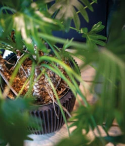 Capi Europe Kunststoff-Topf Groove, Rund 5 Capi Europe Kunststoff-Topf Groove, Rund -Biohort || Compo || Elho Verkäufe 6697064 WE DE 001 CapiEuropeKunststoffTopfGrooverund